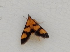 Metallarcha achoeusalis