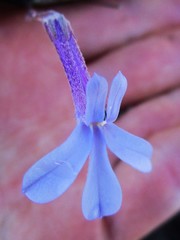 Lobelia dichroma