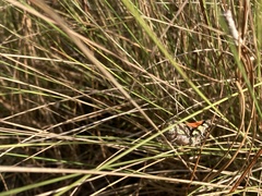 Pardalophora phoenicoptera image