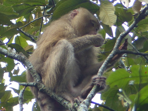 Macaca leonina