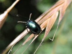 Gastrophysa cyanea