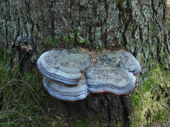 Fomitopsis pinicola