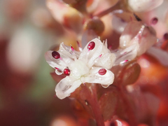 Sedum smallii