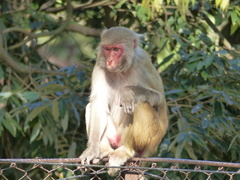 Macaca mulatta