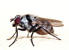 Anthomyia silvestris