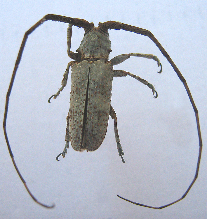 Protomocerus