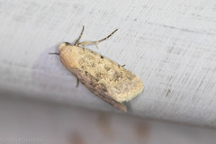 Leucocnemis perfundis