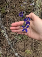 Delphinium sutherlandii