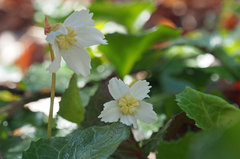 Shortia galacifolia
