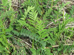 Astragalus canadensis