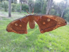 Antheraea polyphemus