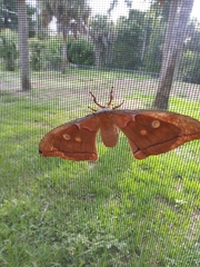 Antheraea polyphemus
