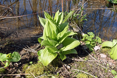 Veratrum viride viride