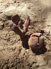 Prosopanche americana