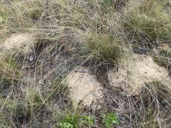 Geomys pinetis