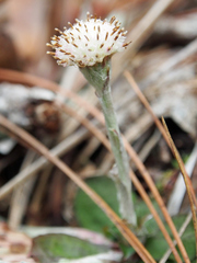 Antennaria solitaria