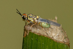 Euparyphus