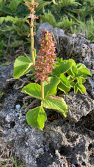 Coleus formosanus