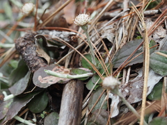 Antennaria solitaria