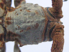 Protomocerus pulcher