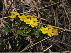 Caltha palustris