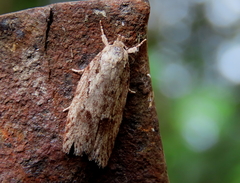 Acantholena