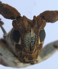 Protomocerus pulcher