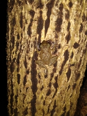 Craugastor yucatanensis