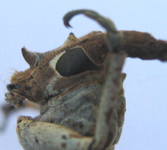 Protomocerus pulcher