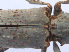 Protomocerus pulcher