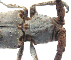 Protomocerus pulcher