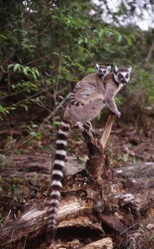 Lemur catta