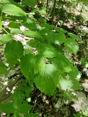 Viburnum bracteatum