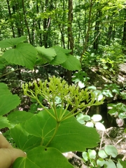 Viburnum bracteatum