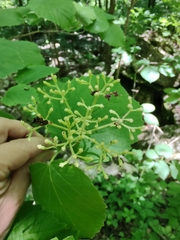 Viburnum bracteatum