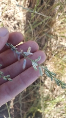 Chlorogalum angustifolium
