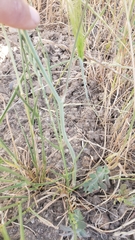 Chlorogalum angustifolium