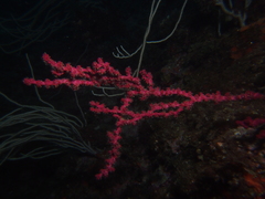 Alcyonium coralloides