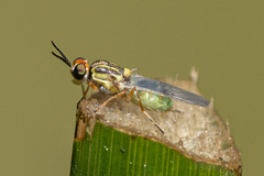 Euparyphus