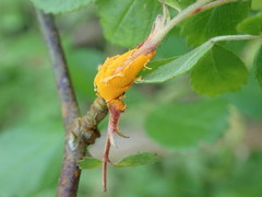 Phragmidium rosae-multiflorae