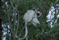 Propithecus verreauxi