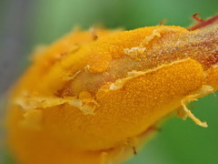 Phragmidium rosae-multiflorae