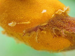 Phragmidium rosae-multiflorae