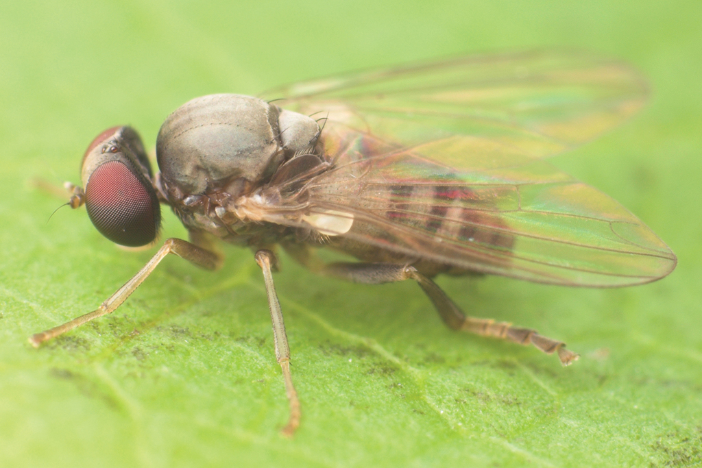 Lindneromyia hungarica
