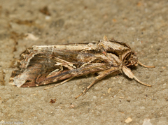 Spodoptera androgea