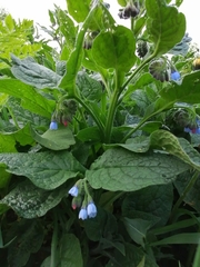 Symphytum caucasicum