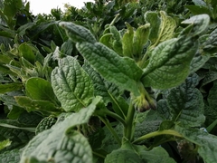 Symphytum caucasicum