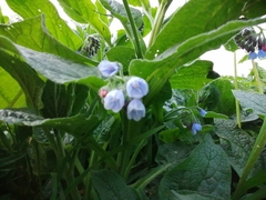 Symphytum caucasicum