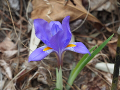 Iris verna
