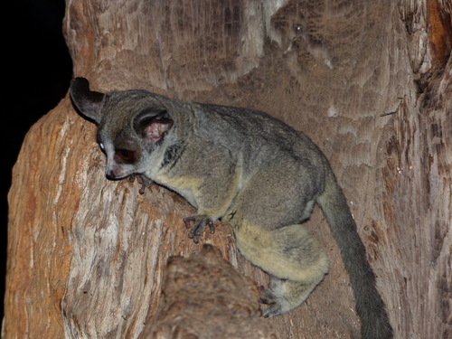 Galago moholi